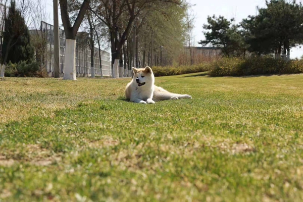 秋田犬舍